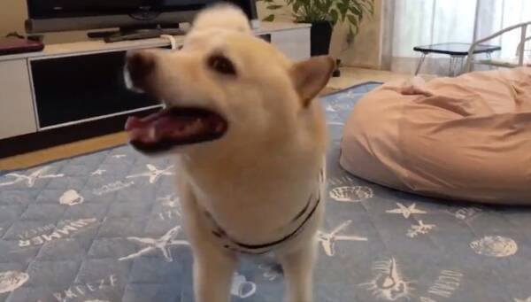 ブルンブルーン 柴犬が 柴ドリル で圧倒的個性を見せつけてきた もしかして どんどん進化してない 動画あり 年9月27日 エキサイトニュース ブルンブルーン 柴犬が 柴ドリル で圧倒的個性を見せつけてきた もしかして どんどん進化してない 動画あり 年9月27日 エキサイトニュース