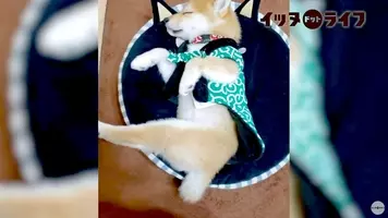 新ジャンル シバ寝 が開拓できそうなほど かわいい寝相の柴犬 16年3月29日 エキサイトニュース