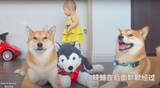 「（ﾎﾞﾛｯ…）新入りの『ハスキーのぬいぐるみ』が家族に可愛がられ猛烈に嫉妬…バッチリ仕留めあげた柴犬コンビ。【動画】」の画像8