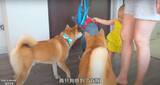 「（ﾎﾞﾛｯ…）新入りの『ハスキーのぬいぐるみ』が家族に可愛がられ猛烈に嫉妬…バッチリ仕留めあげた柴犬コンビ。【動画】」の画像6