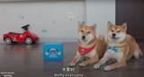 「（ﾎﾞﾛｯ…）新入りの『ハスキーのぬいぐるみ』が家族に可愛がられ猛烈に嫉妬…バッチリ仕留めあげた柴犬コンビ。【動画】」の画像1