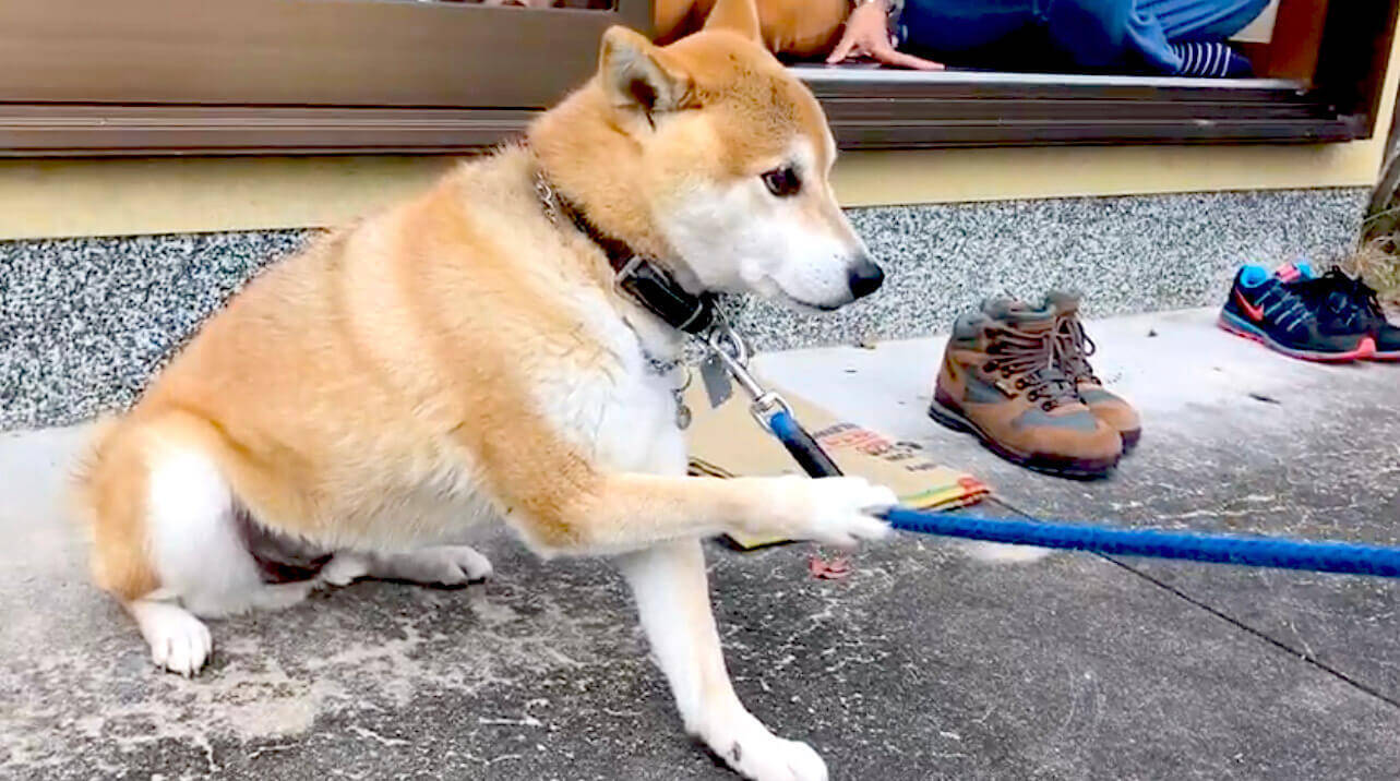 引っ張らないでください 帰りたくないから 自らの手 でリードを押さえた柴犬 やたらとスマートな拒否だな 動画 年9月29日 エキサイトニュース 2 2