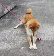 なんだこの 正しいおケツ 感は 柴犬 魅惑のシバケツがプリケツすぎて何かもう やっぱり最高 動画あり 年9月26日 エキサイトニュース