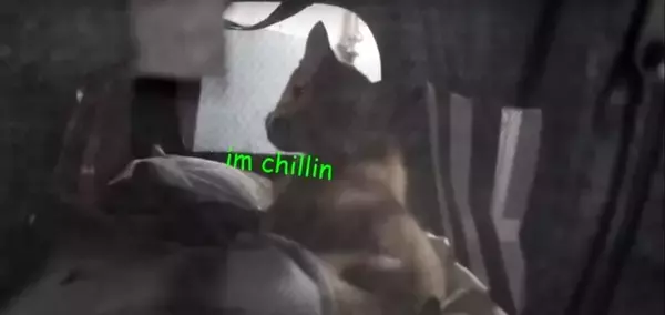 （ｼｮﾎﾞﾝ…）動物病院に連れて行かれた…帰宅後がっつり拗ねた柴犬赤ちゃん。申し訳ないけれど、可愛いしか出てこない【動画】