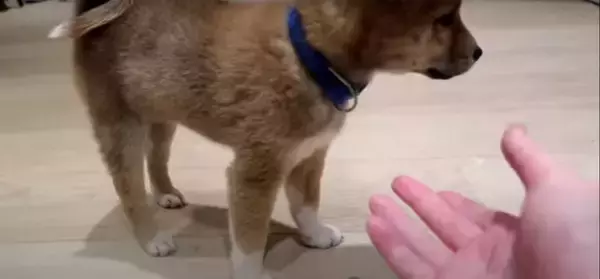 「（ｼｮﾎﾞﾝ…）動物病院に連れて行かれた…帰宅後がっつり拗ねた柴犬赤ちゃん。申し訳ないけれど、可愛いしか出てこない【動画】」の画像