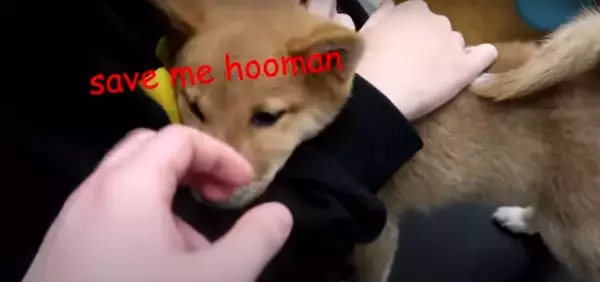 「（ｼｮﾎﾞﾝ…）動物病院に連れて行かれた…帰宅後がっつり拗ねた柴犬赤ちゃん。申し訳ないけれど、可愛いしか出てこない【動画】」の画像