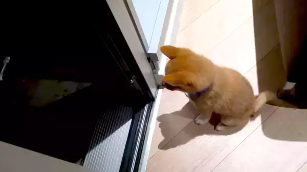 「（ｼｮﾎﾞﾝ…）動物病院に連れて行かれた…帰宅後がっつり拗ねた柴犬赤ちゃん。申し訳ないけれど、可愛いしか出てこない【動画】」の画像