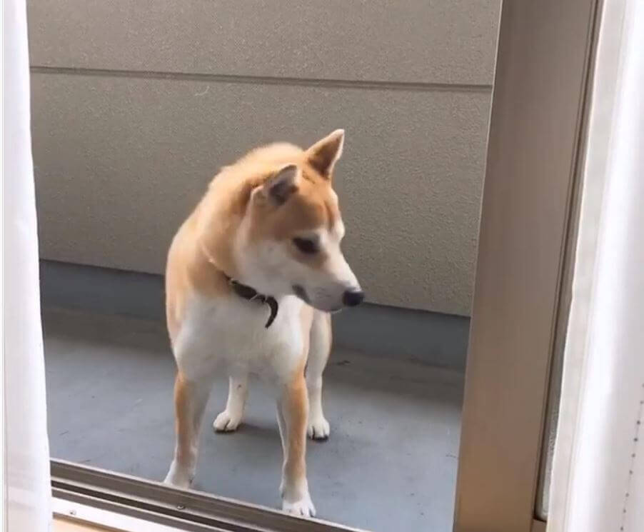 （ﾊﾞｲーﾝ）ベランダから部屋に戻る瞬間、網戸に跳ね返された柴犬。あまりにお手本レベルな天然にキュン不可避【動画】