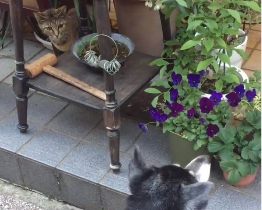 （ﾊﾞｲーﾝ）ベランダから部屋に戻る瞬間、網戸に跳ね返された柴犬。あまりにお手本レベルな天然にキュン不可避【動画】