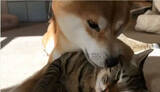 「（ｶﾌﾟｯ）相棒猫が大好きな柴犬。好きの最上級『食べたい程愛おしい』をやってる姿が、見る方もまた超愛おしかった【動画】」の画像1
