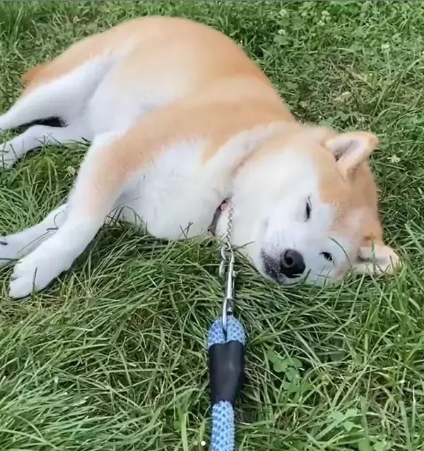 「ヤバイ…ついに『癒し系拒否柴』が爆誕した。ここまで気持ち良さそうに拒否られたら、目を細めて見守るしかないだろ【動画】」の画像