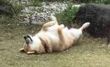 「『柴犬が落ちている』この言い方しかできない程美しく、微動だにしない“アウトドアヘソ天”を楽しむ子、結構いる説【動画】」の画像2