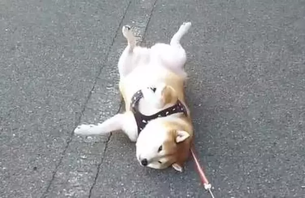 『柴犬が落ちている』この言い方しかできない程美しく、微動だにしない“アウトドアヘソ天”を楽しむ子、結構いる説【動画】