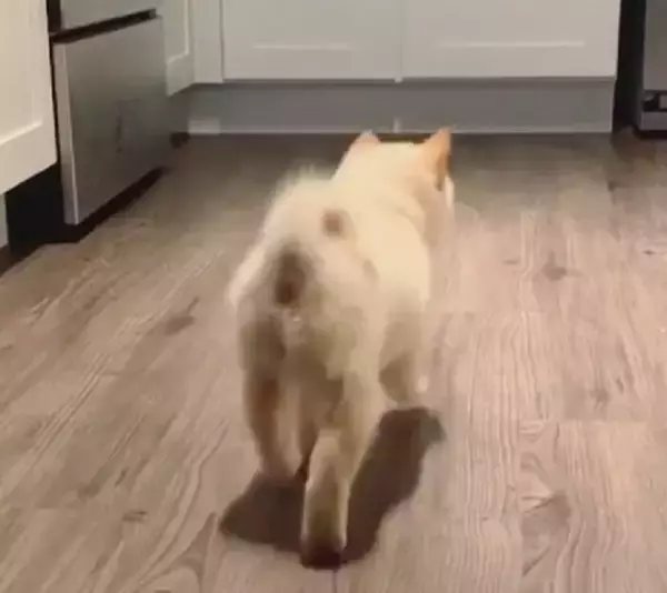 「これは世界一可愛いワンプロをしている柴犬の赤ちゃんです。このヨタヨタ感の愛おしさはマジで神レベルのヤツ。【動画】」の画像