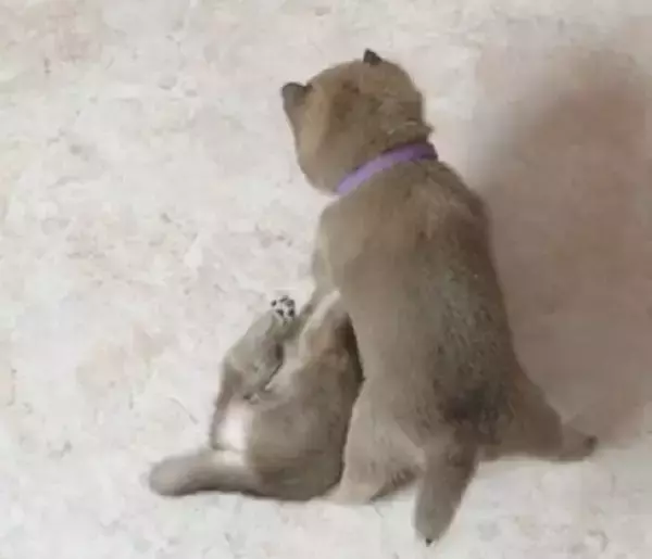 「これは世界一可愛いワンプロをしている柴犬の赤ちゃんです。このヨタヨタ感の愛おしさはマジで神レベルのヤツ。【動画】」の画像