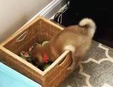 「これは世界一可愛いワンプロをしている柴犬の赤ちゃんです。このヨタヨタ感の愛おしさはマジで神レベルのヤツ。【動画】」の画像1