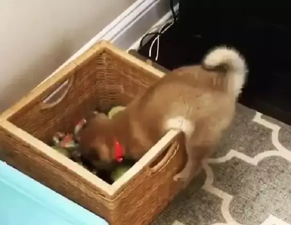 これは世界一可愛いワンプロをしている柴犬の赤ちゃんです。このヨタヨタ感の愛おしさはマジで神レベルのヤツ。【動画】