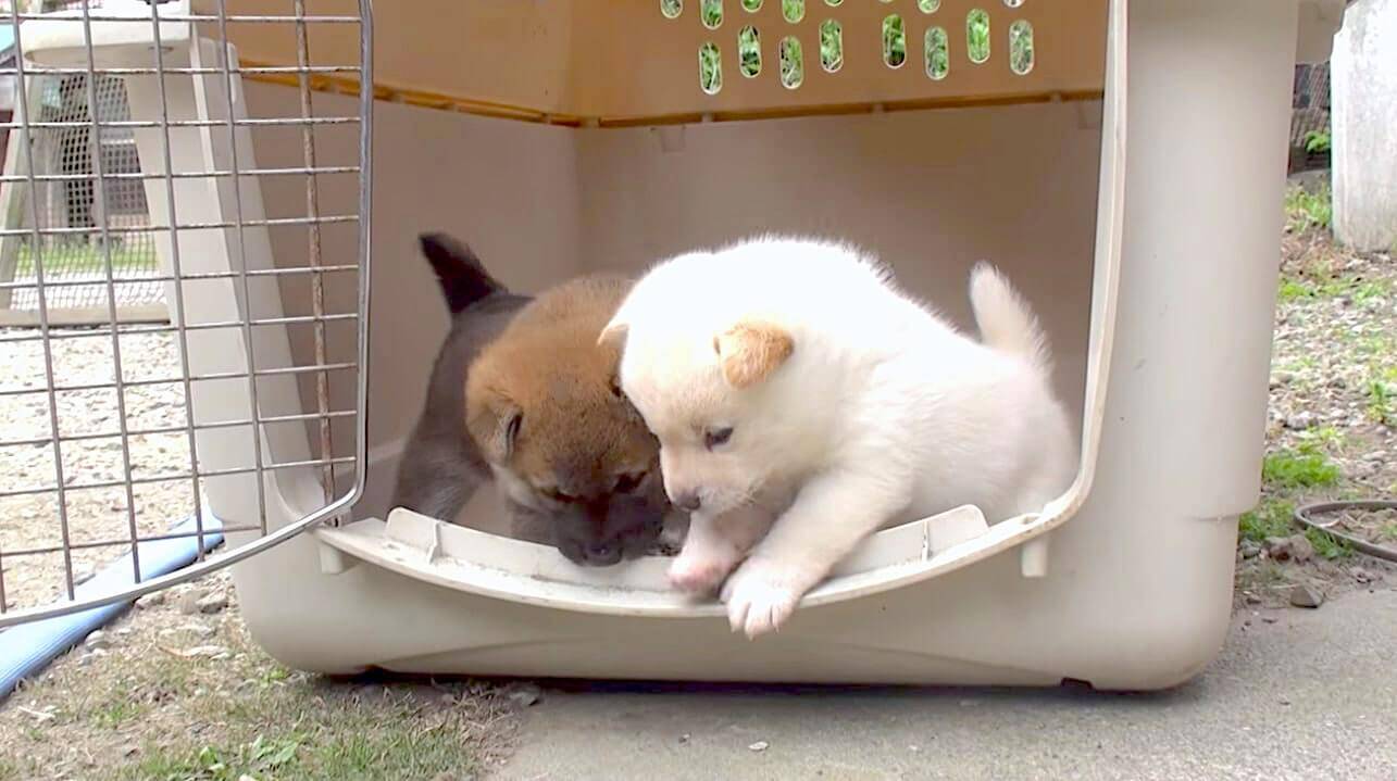 お外に出ようとするも 些細な高さの段差に怯えてしまった柴犬パピー まごまごしている姿は 悶絶超不可避 動画 年10月5日 エキサイトニュース