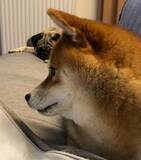 まぁヒドイ 自分で破壊しておいて安否を気遣う柴犬 白々しい素振りに ぬいぐるみもさぞ驚いていると思う 年10月7日 エキサイトニュース