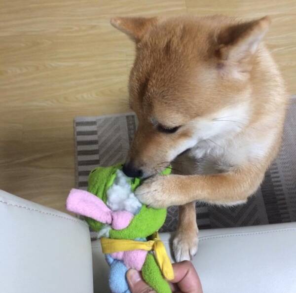 まぁヒドイ 自分で破壊しておいて安否を気遣う柴犬 白々しい素振りに ぬいぐるみもさぞ驚いていると思う 年10月7日 エキサイトニュース