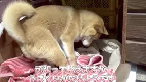 尊い ってこのことだ 柴犬のモフ尻が もはや罪なほどにしっかりモフモフでけしからん ありがとう 年4月25日 エキサイトニュース