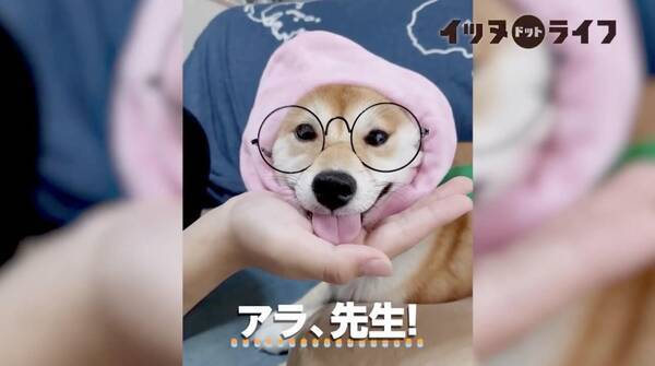 柴犬がもし 桃 になったら 可愛いとおとぼけの間で 強烈に愛らしくなっていた件 こりゃ本犬も自覚アリですわ 動画 年12月12日 エキサイトニュース