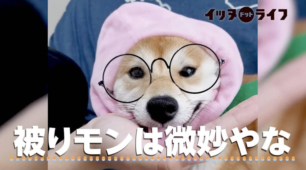 柴犬がもし 桃 になったら 可愛いとおとぼけの間で 強烈に愛らしくなっていた件 こりゃ本犬も自覚アリですわ 動画 年12月12日 エキサイトニュース 2 2