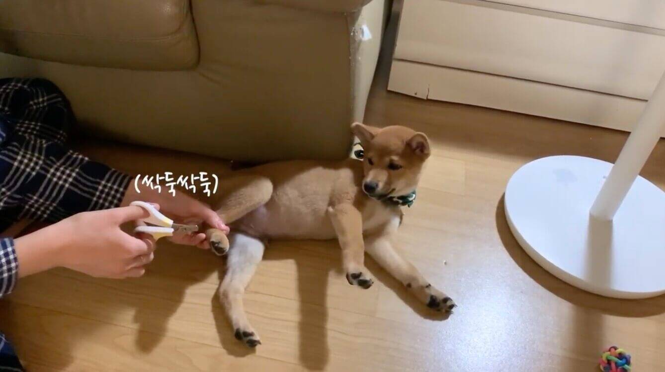 ヤでしゅ 爪切りがどうしても好きになれない柴犬赤ちゃん 隙あらばヒョイッと避ける仕草が可愛すぎた 動画 年10月27日 エキサイトニュース