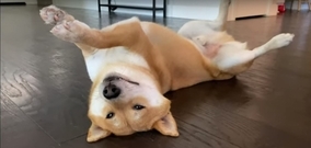 これコラ ツチノコじゃん 衝撃的な姿になった柴犬が マジで衝撃すぎてちょっとビビるレベルだった 年10月16日 エキサイトニュース