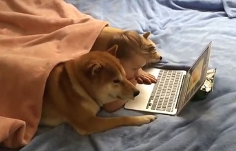 ベッドに寝そべり犬の動画を楽しむ赤ちゃんと柴犬。並んで見ているこの姿、どの角度からでも萌え死のヤツだった【動画】