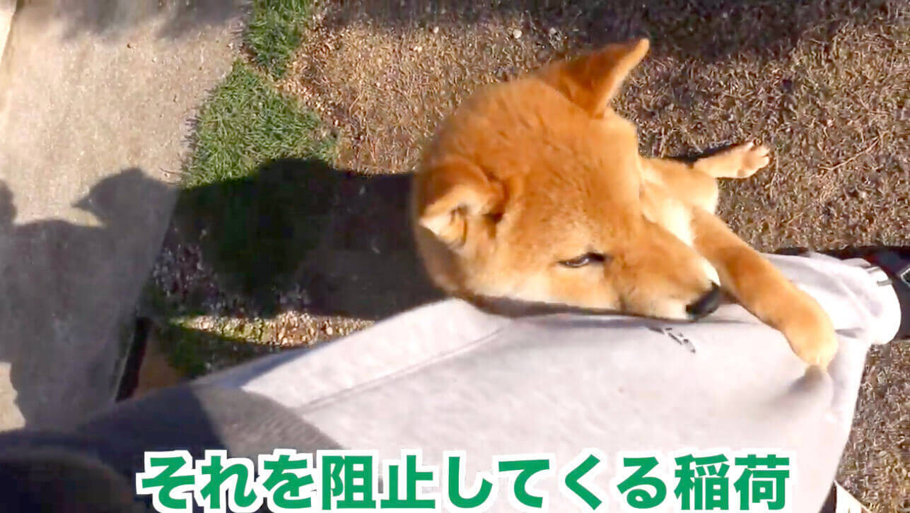 行っちゃヤダ 飼い主の外出を察知し 足に抱きつき阻止する柴犬 こんなのされたら 秒で外出キャンセル決定 動画 年10月16日 エキサイトニュース 2 2