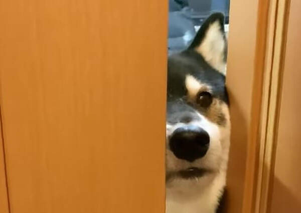 行っちゃヤダ 飼い主の外出を察知し 足に抱きつき阻止する柴犬 こんなのされたら 秒で外出キャンセル決定 動画 年10月16日 エキサイトニュース