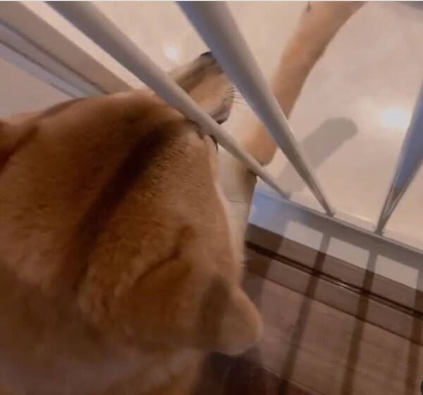 きっちりと雨に濡れないギリの位置で ヒコーキ耳でリラックス中の柴犬さんが ただただ可愛い 動画 年10月19日 エキサイトニュース