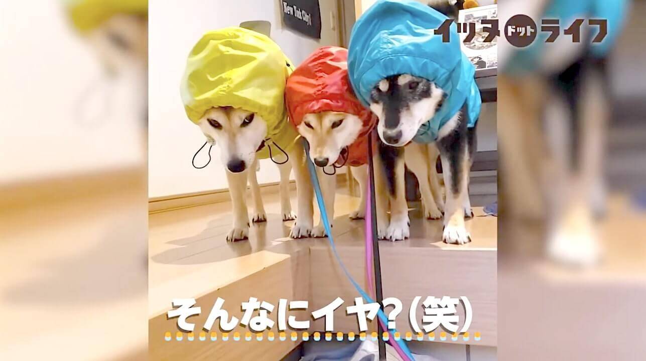 どよ ん 雨合羽を着ていざお散歩 な気分にはなれなかった柴犬達の悲壮感が ただならぬレベルだった 動画 年10月19日 エキサイトニュース