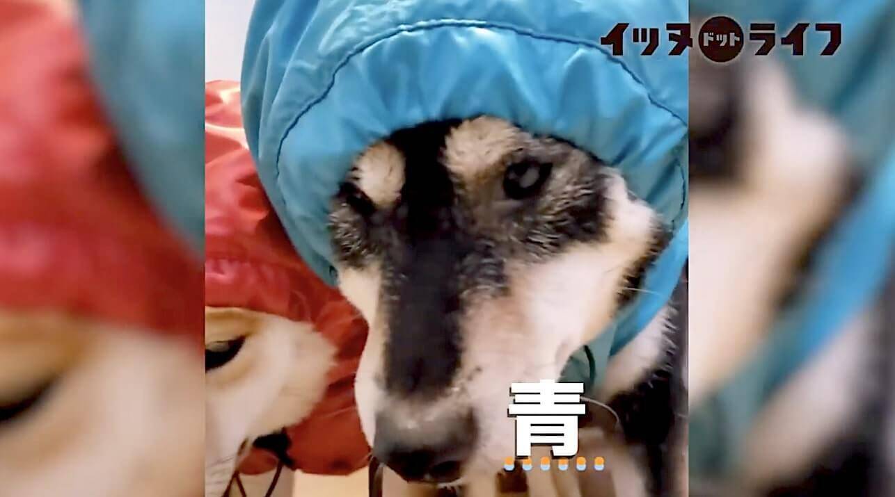 どよ ん 雨合羽を着ていざお散歩 な気分にはなれなかった柴犬達の悲壮感が ただならぬレベルだった 動画 年10月19日 エキサイトニュース 2 2