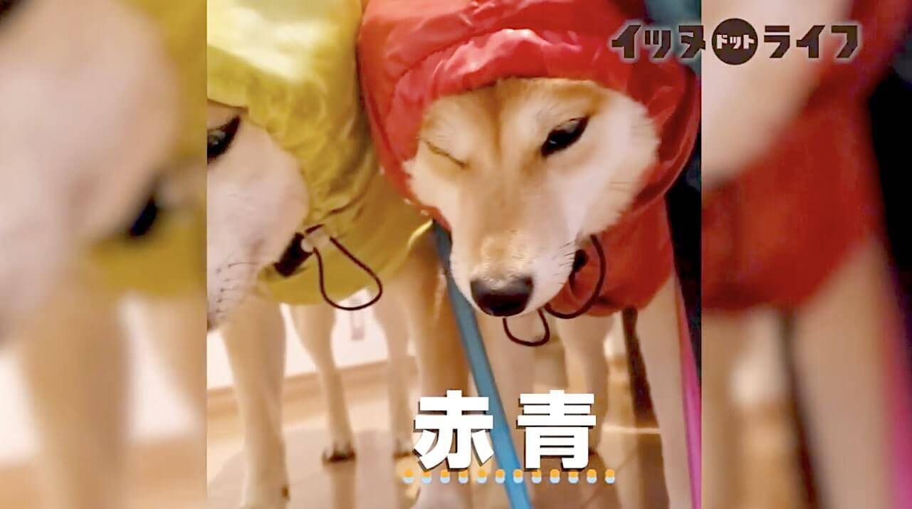 どよ ん 雨合羽を着ていざお散歩 な気分にはなれなかった柴犬達の悲壮感が ただならぬレベルだった 動画 年10月19日 エキサイトニュース 2 2