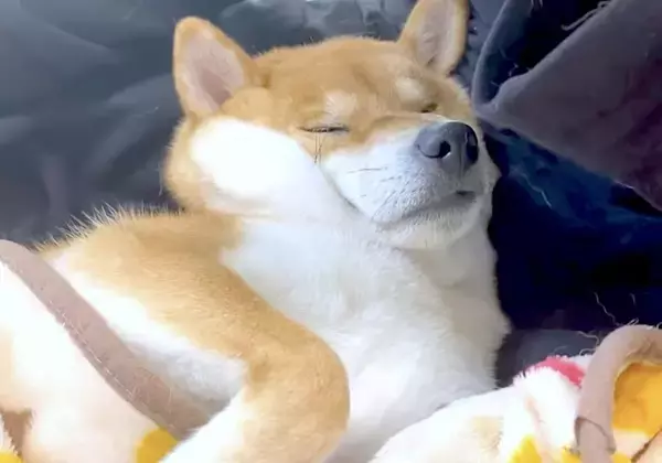 「甘えん坊レベルもほっぺ肉もスゴイ…飼い主にべったりで脱力中の柴犬。癒し度がまじハンパないことになってた【動画】」の画像