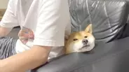 甘えん坊レベルもほっぺ肉もスゴイ…飼い主にべったりで脱力中の柴犬。癒し度がまじハンパないことになってた【動画】
