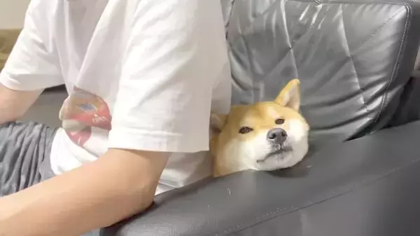 甘えん坊レベルもほっぺ肉もスゴイ…飼い主にべったりで脱力中の柴犬。癒し度がまじハンパないことになってた【動画】