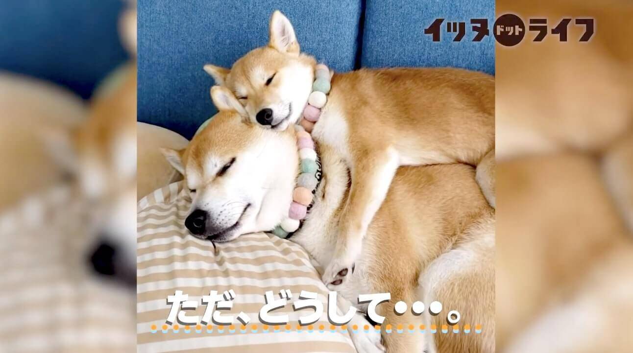 姉柴の上にゴロンと寝転がって ハグするように眠る妹柴犬 寝顔も仕草も心も全部 尊いが過ぎるだろ 動画 年10月29日 エキサイトニュース