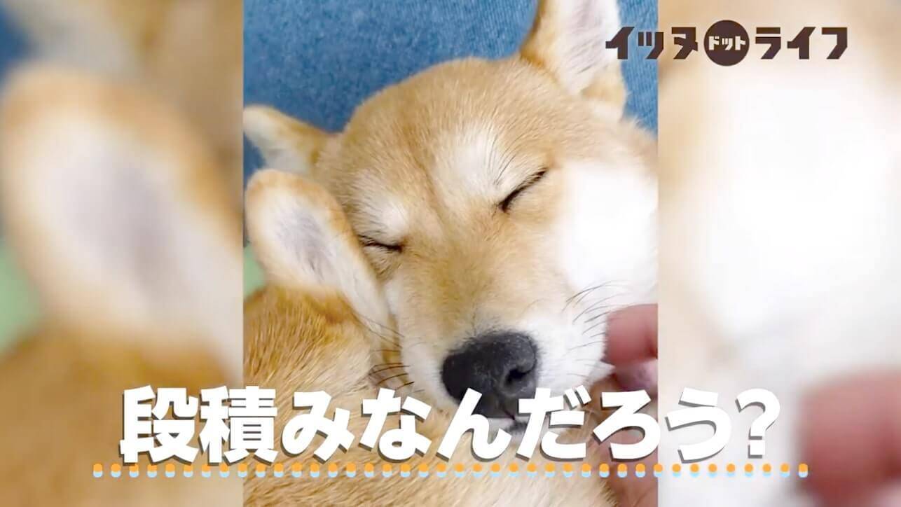 姉柴の上にゴロンと寝転がって ハグするように眠る妹柴犬 寝顔も仕草も心も全部 尊いが過ぎるだろ 動画 年10月29日 エキサイトニュース