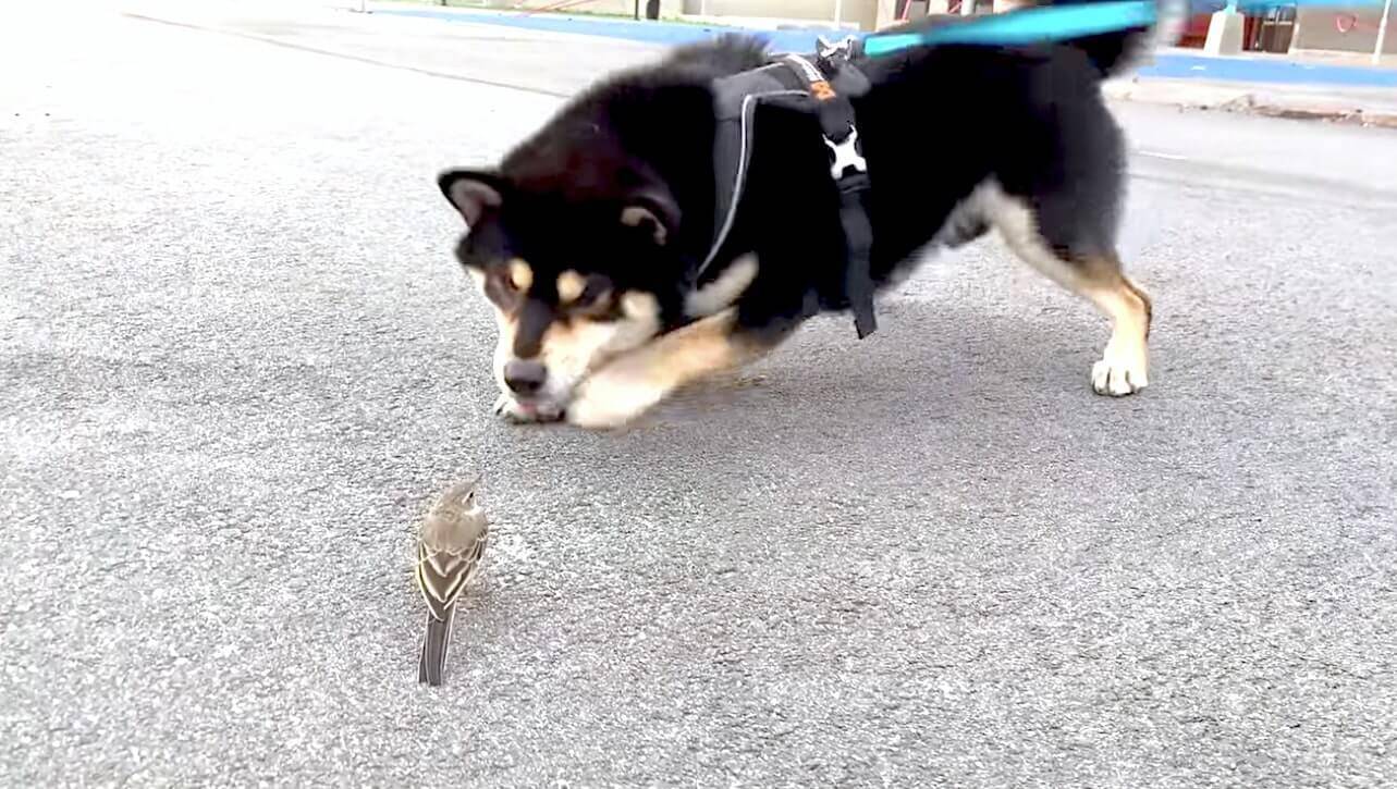 ど正面から何度も威嚇する柴犬と 微動だにしないイカつい鳥さん この激しい温度差がシュールすぎてジワジワ不可避 動画 年10月26日 エキサイトニュース