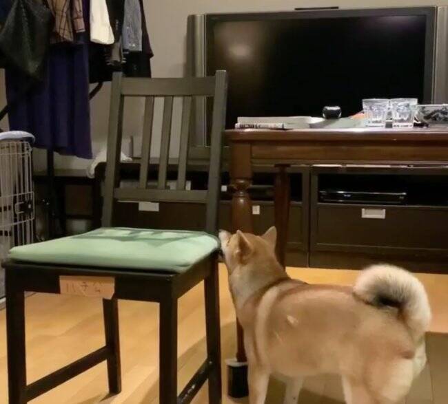 ﾌﾐｯ 引っ張られる前にリードを踏みつける という新たなる拒否柴が現れた 賢いにも程があるだろ 動画 年10月28日 エキサイトニュース