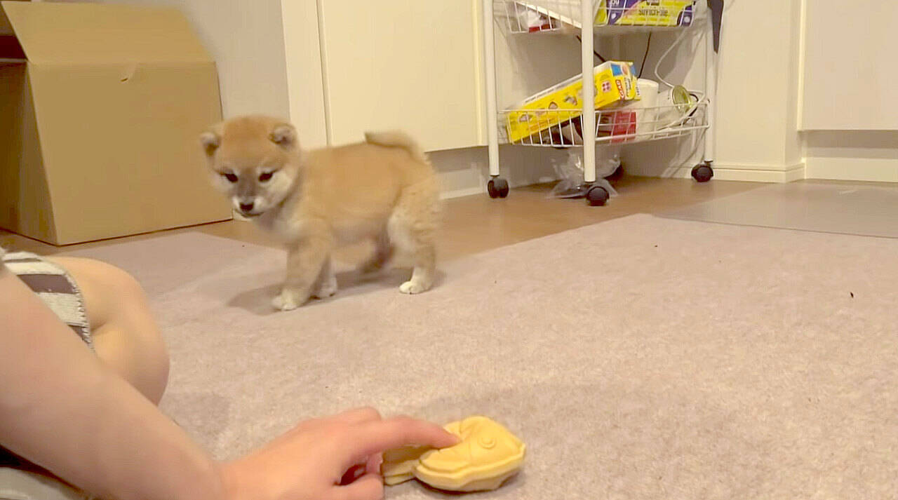 初めての 抱っこ散歩 に出かけた柴犬赤ちゃん キョロキョロと不安そうな姿に 秒で母性崩壊した 動画 年10月29日 エキサイトニュース 2 2