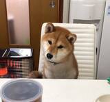 「「……？」不思議な音の正体を探ろうと左右に首をかしげる柴犬。この仕草が可愛すぎて、胸がときめいて苦しい【動画】」の画像2