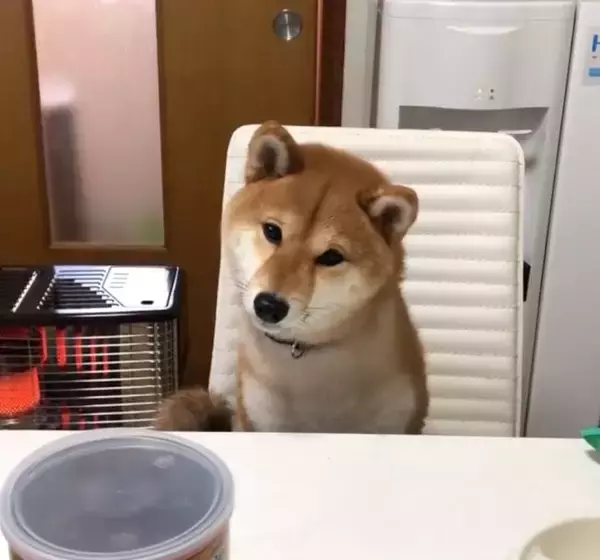 「「……？」不思議な音の正体を探ろうと左右に首をかしげる柴犬。この仕草が可愛すぎて、胸がときめいて苦しい【動画】」の画像