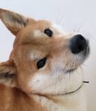 「「……？」不思議な音の正体を探ろうと左右に首をかしげる柴犬。この仕草が可愛すぎて、胸がときめいて苦しい【動画】」の画像1