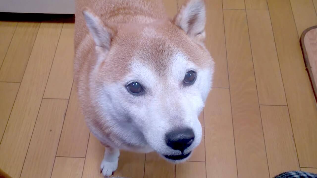 ちょうだい と めっちゃしっかり日本語でおねだりする柴犬 もはや感動レベルでちゃんと喋ってた 動画 年11月5日 エキサイトニュース