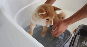 （ｵﾄﾞｵﾄﾞ…）柴犬赤ちゃん初めてのお風呂。終始不安そうで応援したいが可愛すぎてキュンが止まらん…ごめんね…【動画】