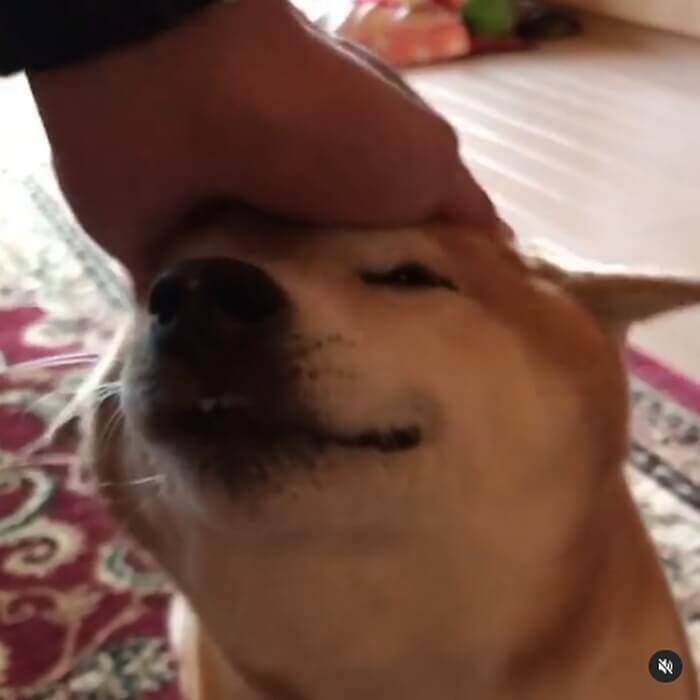 『ふぁあ…♡』マッサージを受け至福絶頂な柴犬。こんなお顔されたら…もう止め時がわからないよね…！【動画】